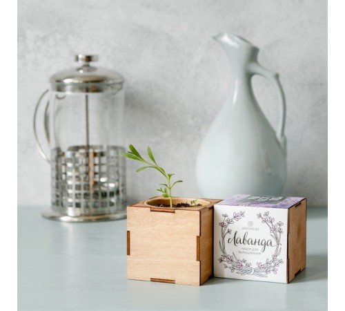 Набор для выращивания «Экокуб Lite», лаванда