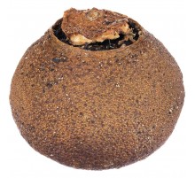 Черный чай Citrus в апельсине с маслом лайма